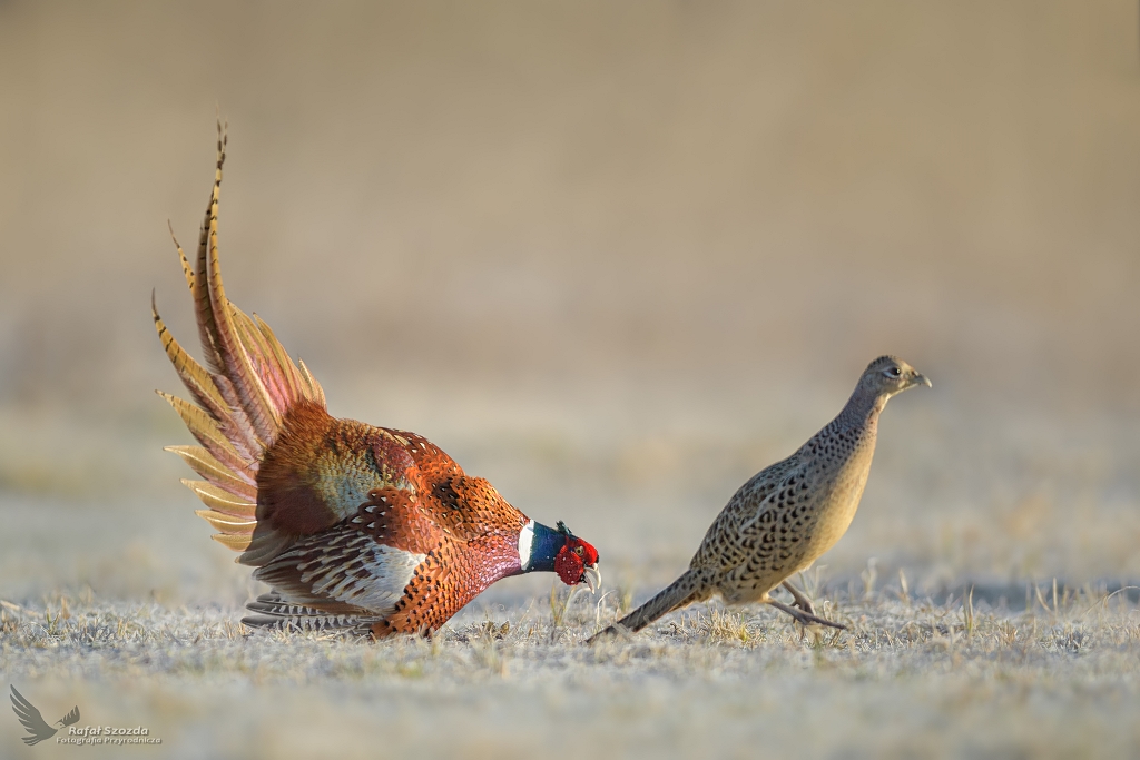 Zalotnik - Baant, Common Pheasant (Phasianus colchicus) ... 2021r