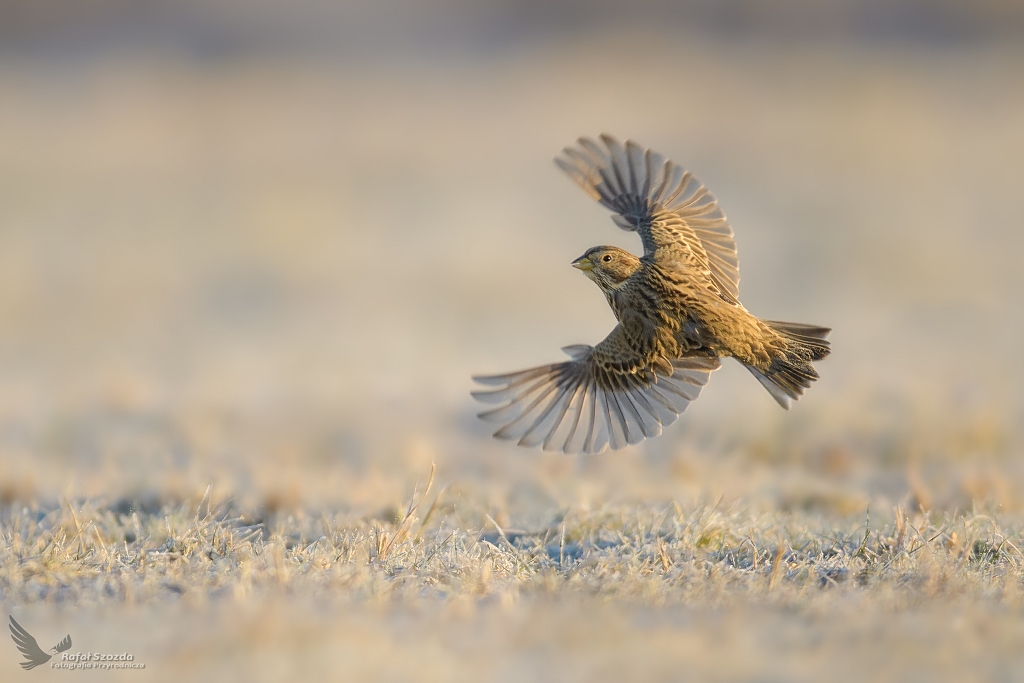 Wachlarzyk o wschodzie ... Potrzeszcz, Corn Bunting (Emberiza calandra) ... 2021r