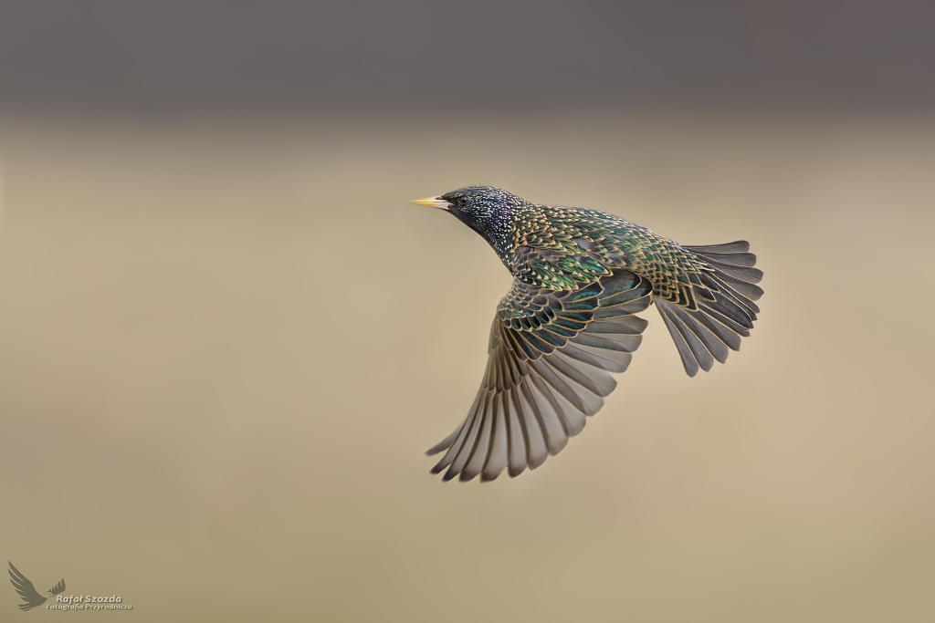 Szpak, Common Starling (Sturnus vulgaris) ... 2021r