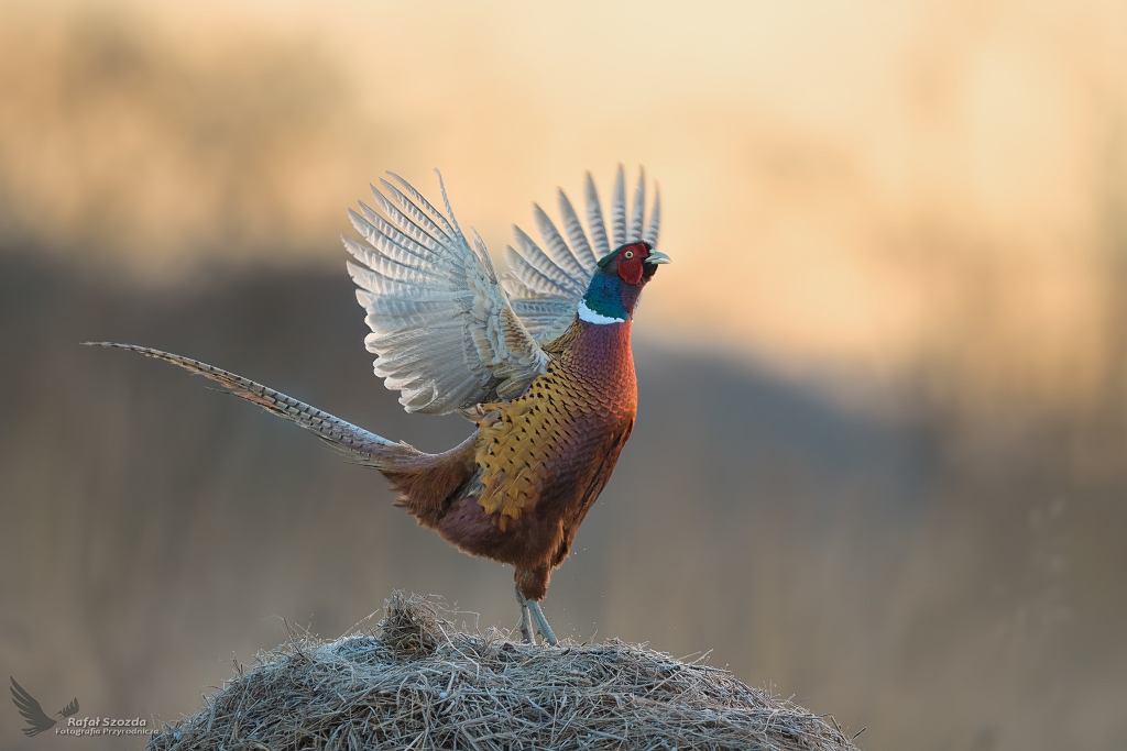 Zew natury o wschodzie ... Baant, Common Pheasant (Phasianus colchicus) ... 2021r