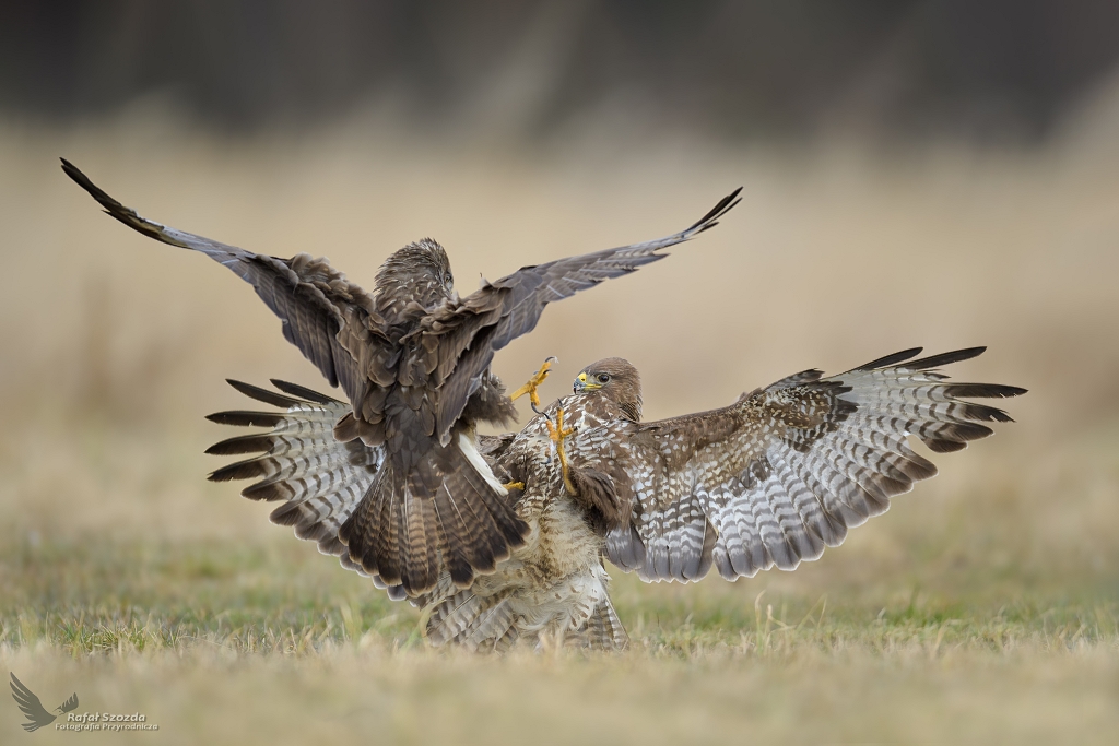 Myszoowy, Common Buzzard (Buteo buteo) ... 2021r