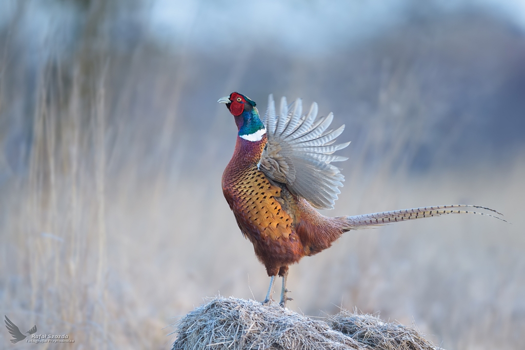 Toki ... Baant, Common Pheasant (Phasianus colchicus) ... 2021r