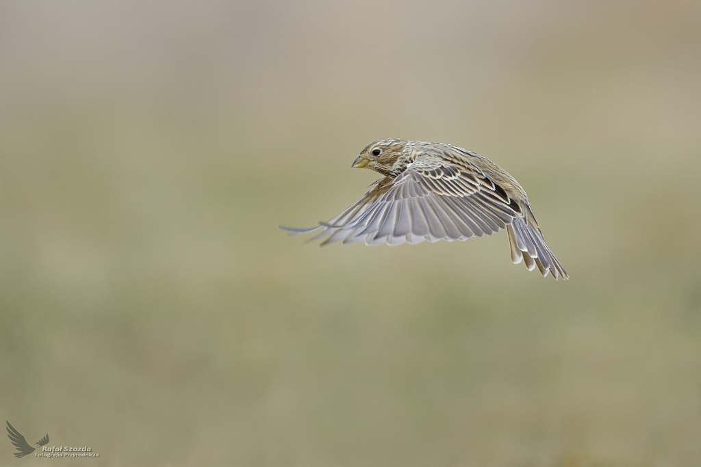 Potrzeszcz, Corn Bunting (Emberiza calandra) ... 2021