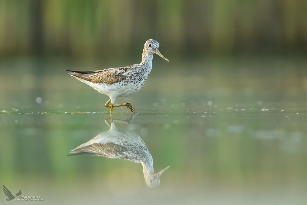 Kwokacz, Common Greenshank (Tringa nebularia) ...