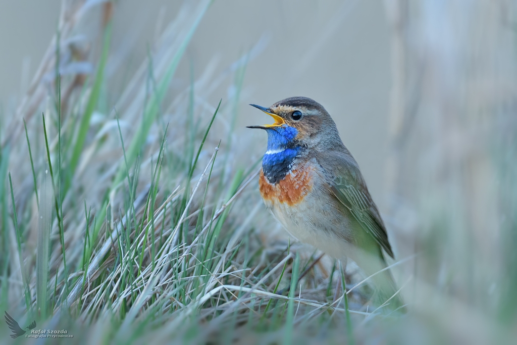 Podrniczek, Bluethroat (Luscinia svecica) ... 2021r