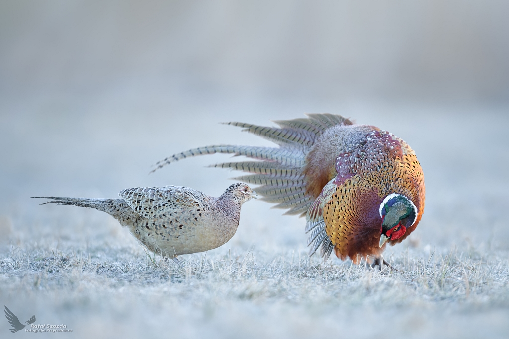 Zaloty ... Baant, Common Pheasant (Phasianus colchicus) ... 2021r