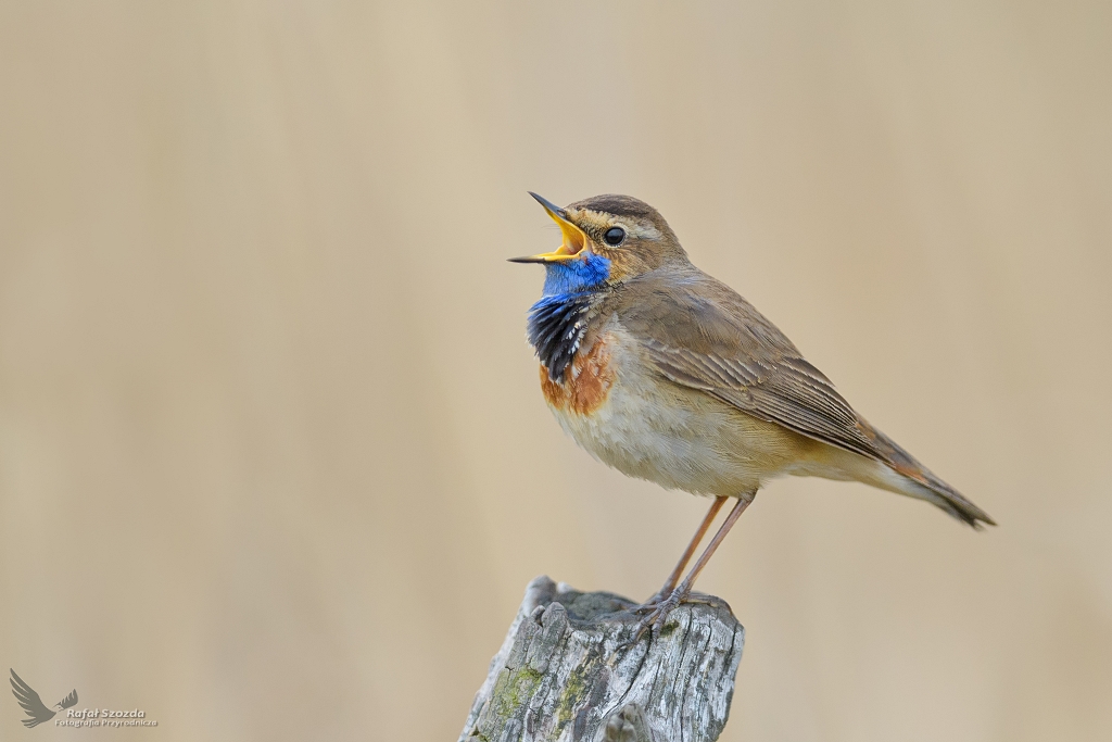 Podrniczek, Bluethroat (Luscinia svecica) ... 2021r