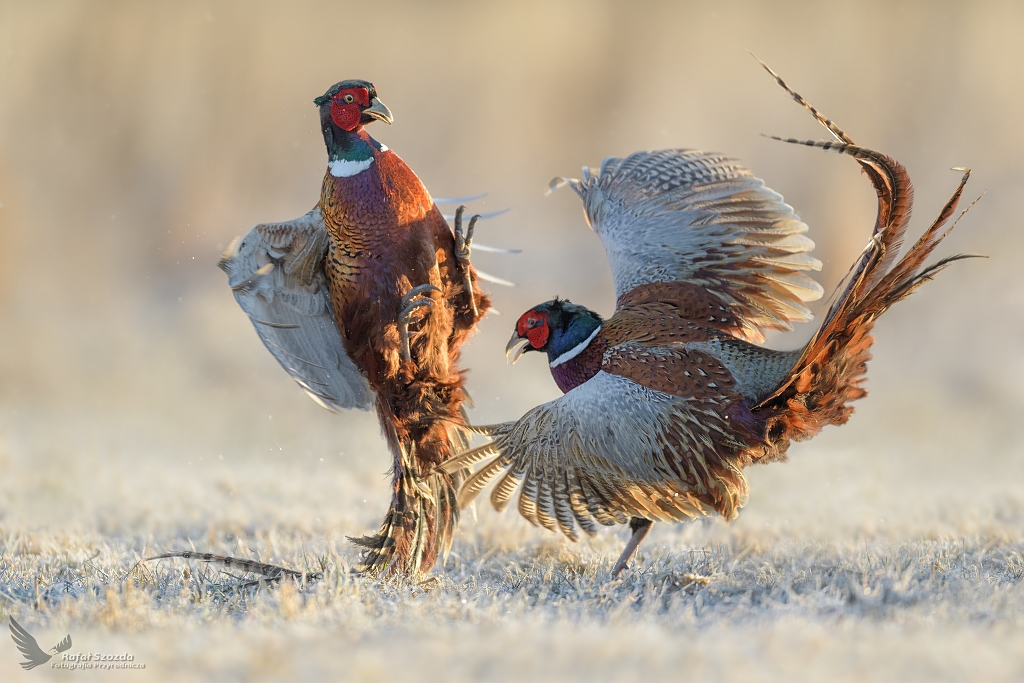 Sia perswazji  ... Baant, Common Pheasant (Phasianus colchicus) ... 2021r