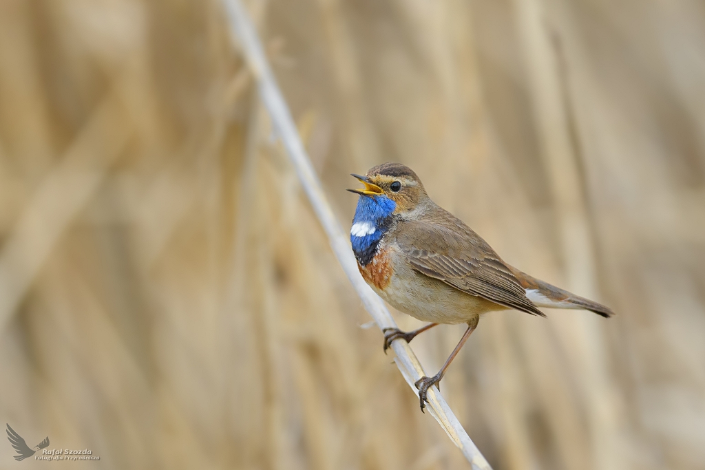 Zwany sowikiem trzcinowisk ... Podrniczek, Bluethroat (Luscinia svecica) ... 2021r