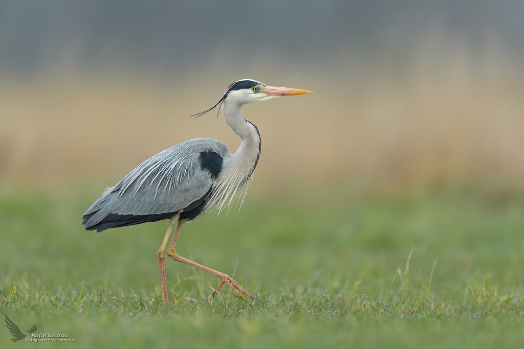 Nowy szef ki ... Czapla Siwa, Grey Heron (Ardea cinerea) ... 2021r