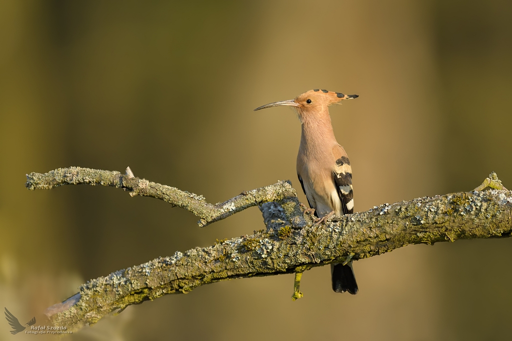 Dudek, Eurasian Hoopoe (Upupa epops) ... 2021