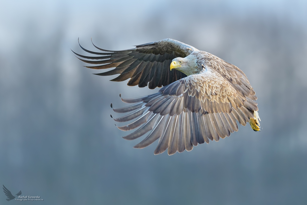 Poranny lot patrolowy ... Bielik, White-tailed Eagle (Haliaeetus albicilla) ... 2021r