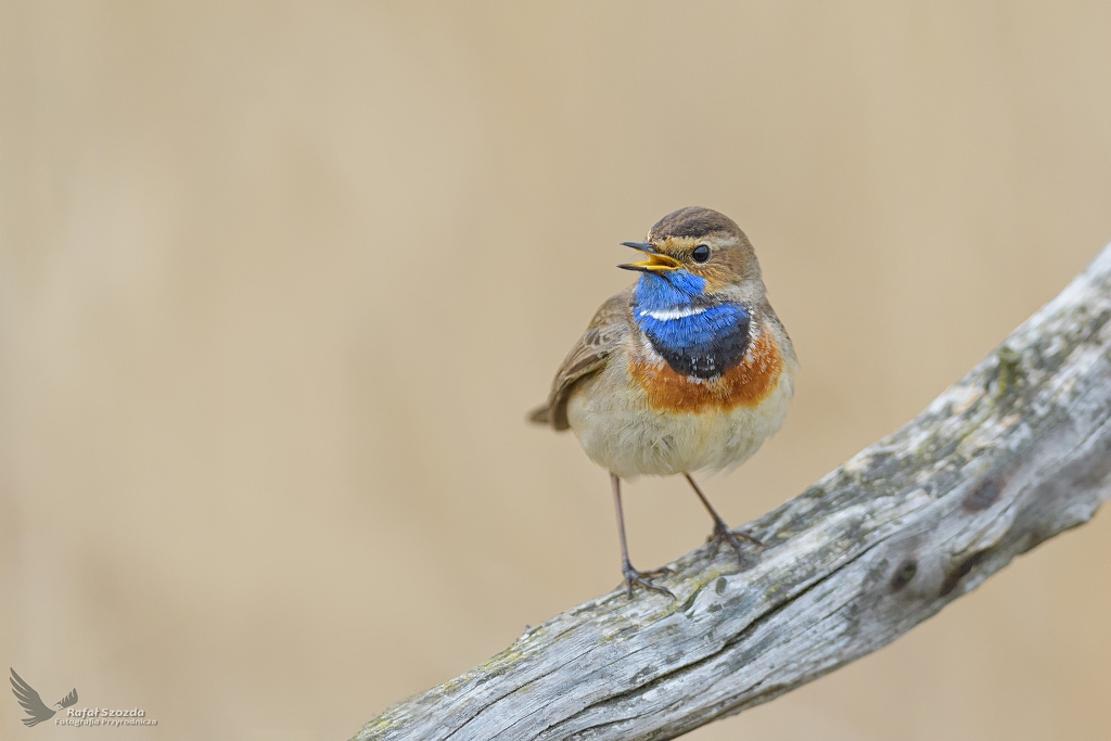 Cukiereczek trzcinowisk ... Podrniczek, Bluethroat (Luscinia svecica) ... 2021r