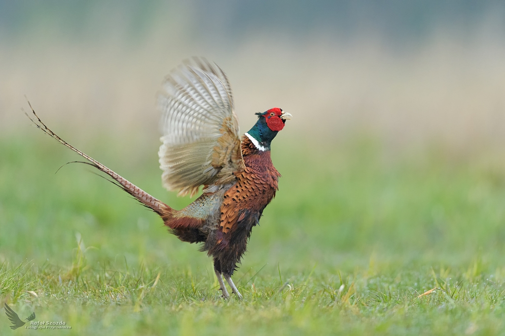 Baant, Common Pheasant (Phasianus colchicus) ... 2021r