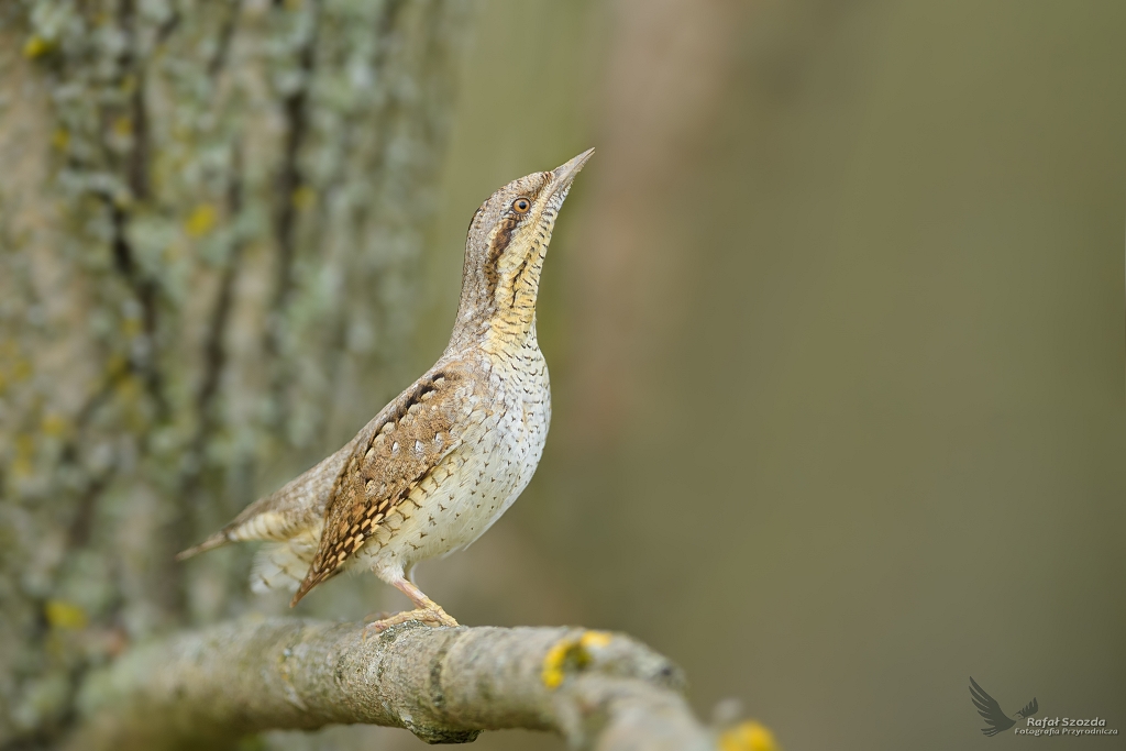 Krtogw, Eurasian Wryneck (Jynx torquilla) ... 2021r