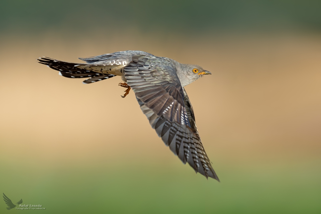 Kukuka, Common Cuckoo (Cuculus canorus) ...