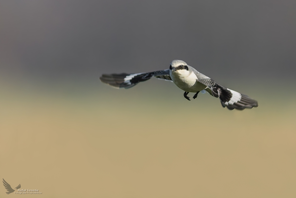 Srokosz, Great Grey Shrike (Lanius excubitor) ...