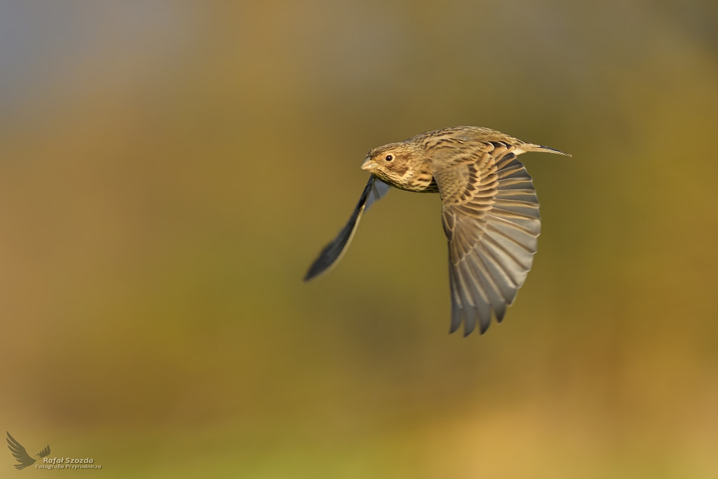 Potrzeszcz, Corn Bunting (Emberiza calandra) ...