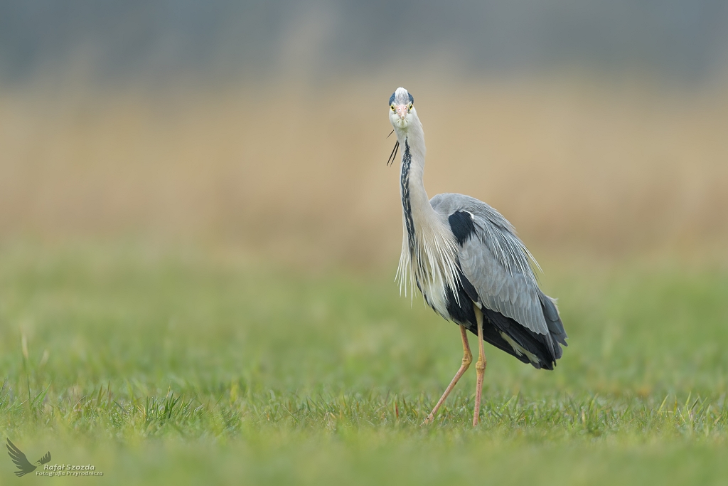 Face to face ... Czapla Siwa, Grey Heron (Ardea cinerea) ... 2021r