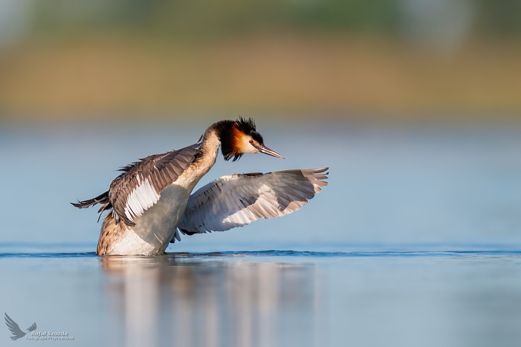 Perkoz dwuczuby, Great Crested Grebe (Podiceps cristatus) ...