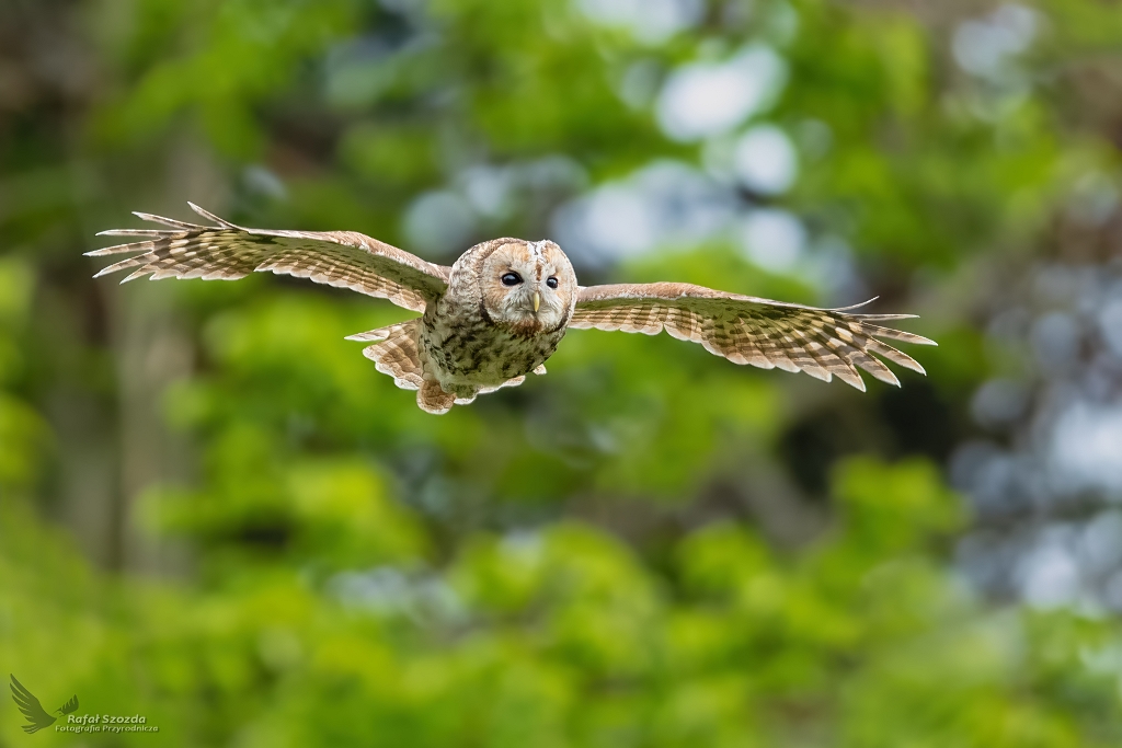 Puszczyk, Tawny Owl (Strix aluco) ...
