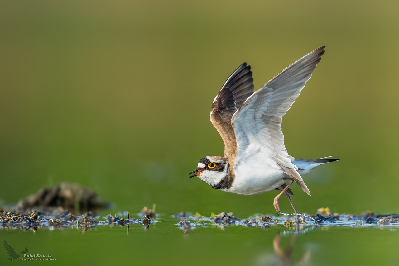 Sieweczka rzeczna,  Little Ringed Plover (Charadrius dubius) ...