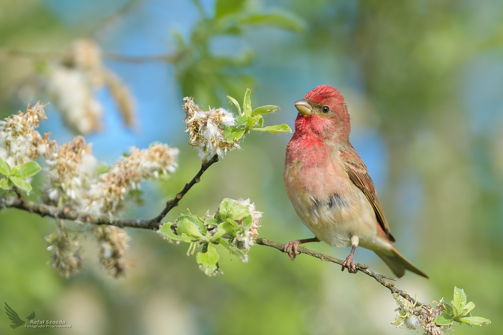 Dziwonia, Common Rosefinch (Carpodacus erythrinus) ... 2021r