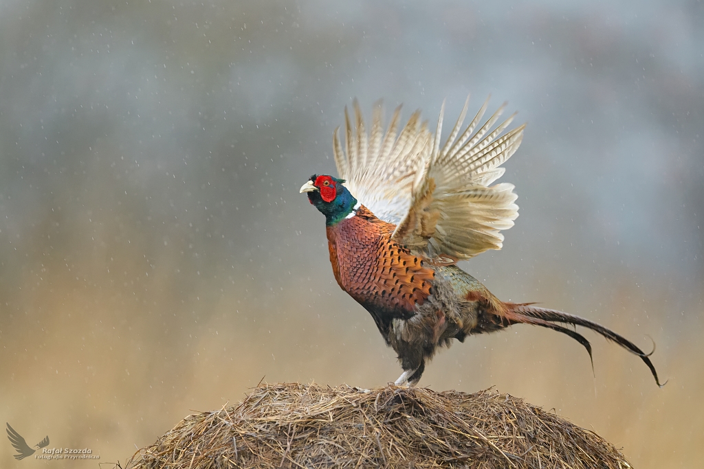 Baant, Common Pheasant (Phasianus colchicus) ... 2021r