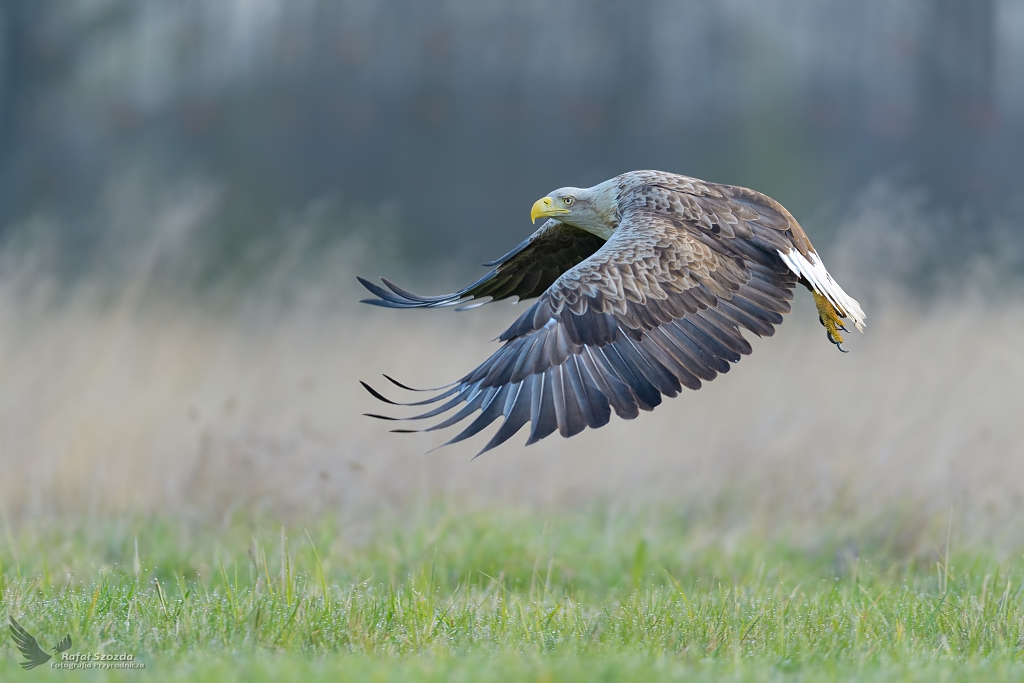 Bielik, White-tailed Eagle (Haliaeetus albicilla) ... 2021r