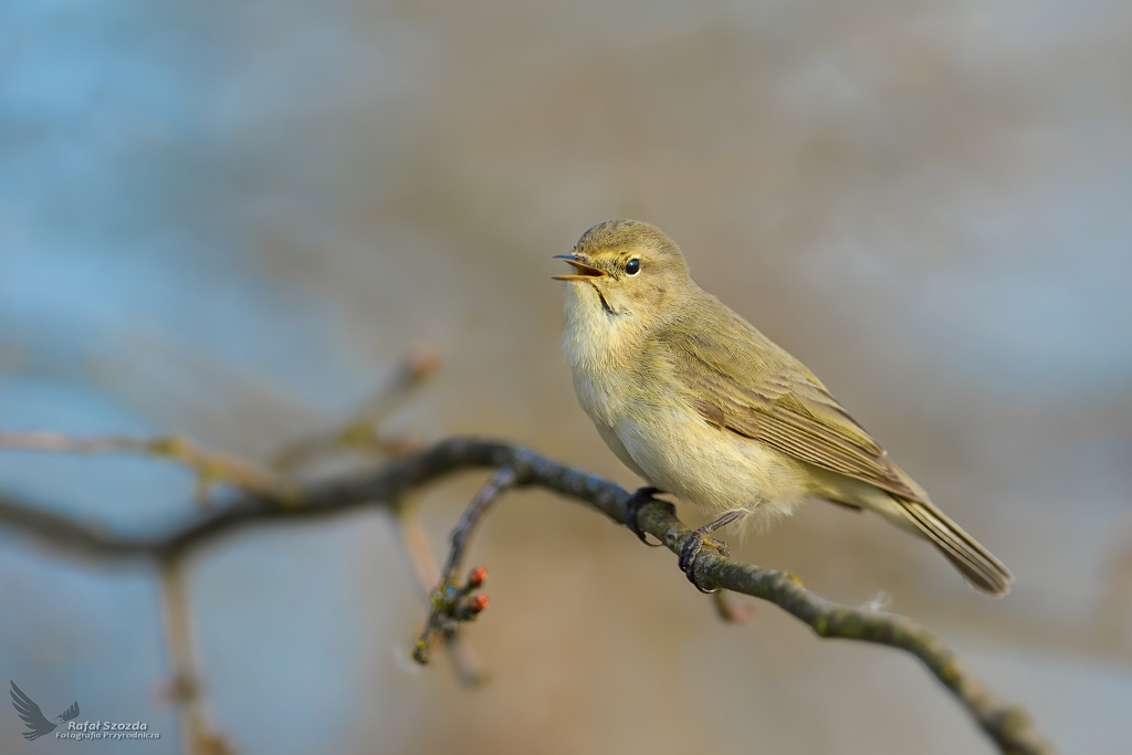 Pierwiosnek, Common Chiffchaff (Phylloscopus collybita) ... 2021r