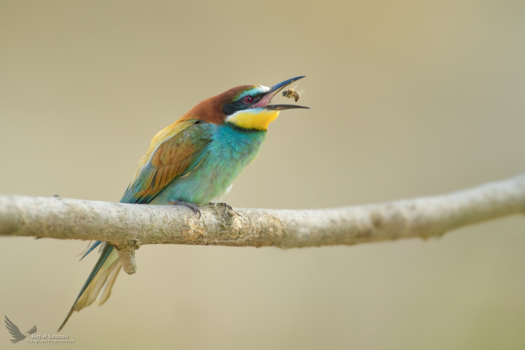 ona, European Bee-eater (Merops apiaster) ... 2021