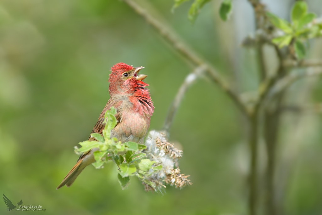 Dziwonia, Common Rosefinch (Carpodacus erythrinus) ... 2021r