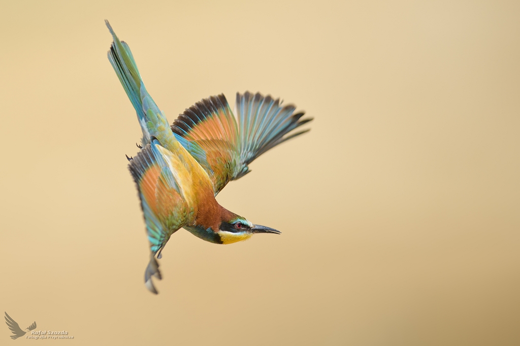 ona, European Bee-eater (Merops apiaster) ... 2021r