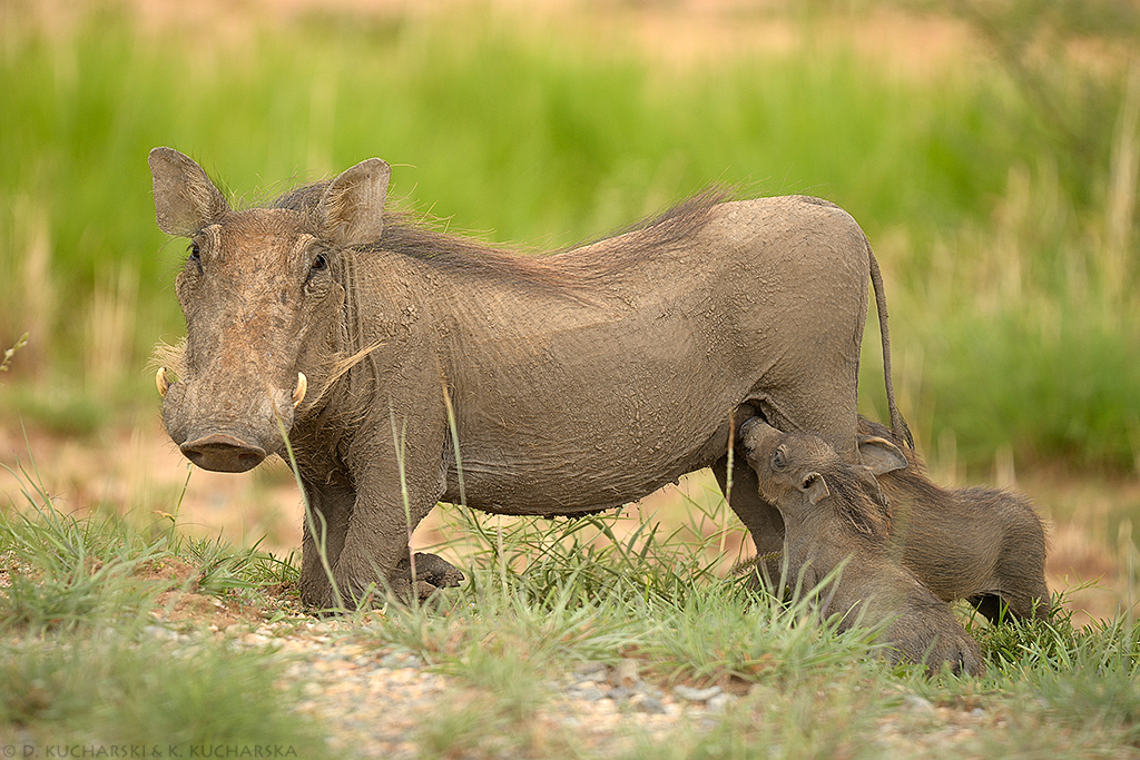 Phacochoerus africanus