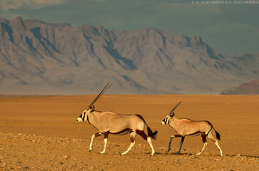 Oryx gazella