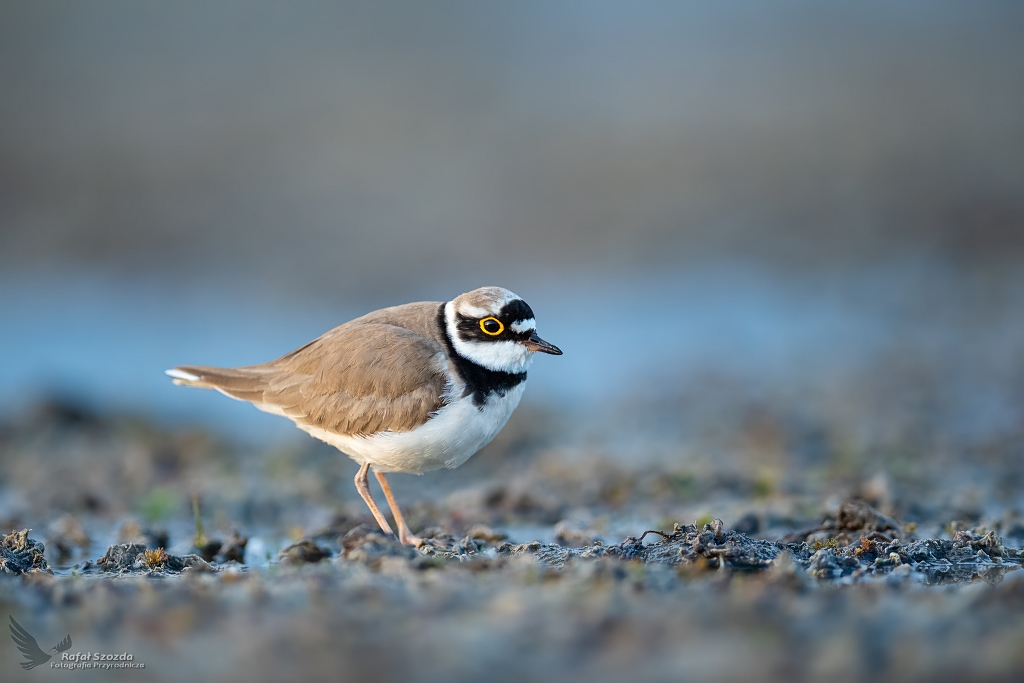 Sieweczka rzeczna, Little Ringed Plover (Charadrius dubius) ...