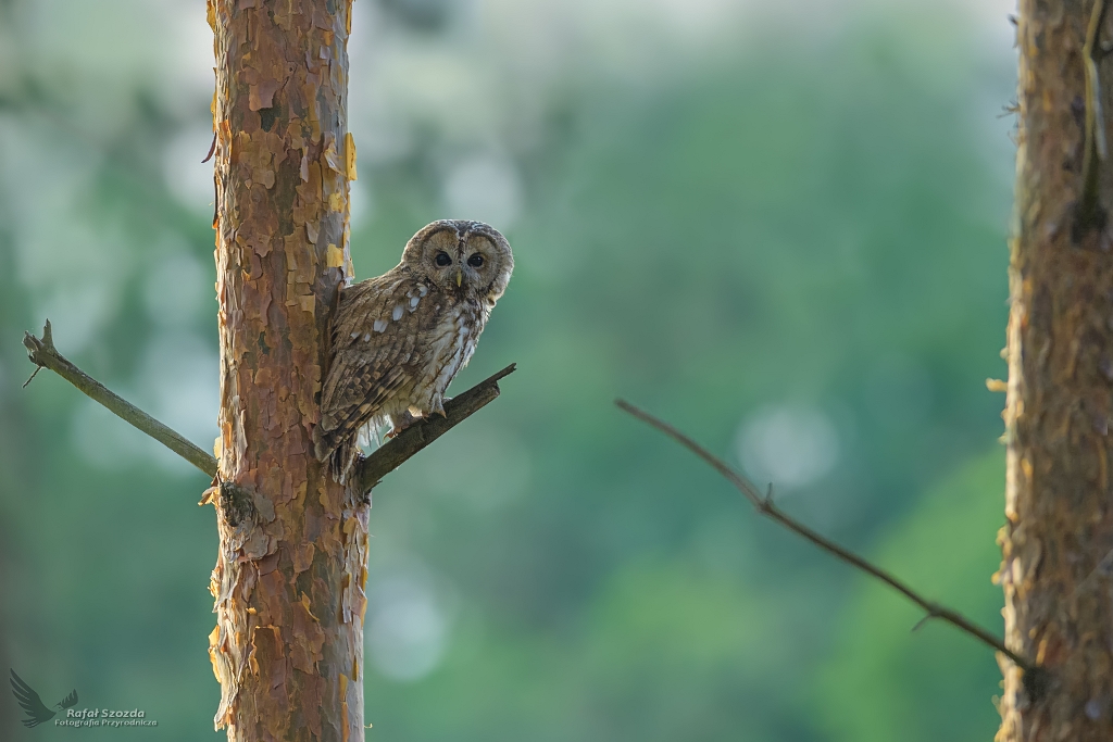 Puszczyk, Tawny Owl (Strix aluco) ... 2021r