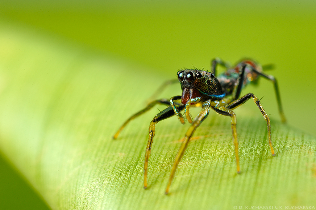 Orsima ichneumon