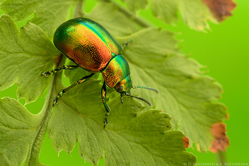 Chrysolina sp.