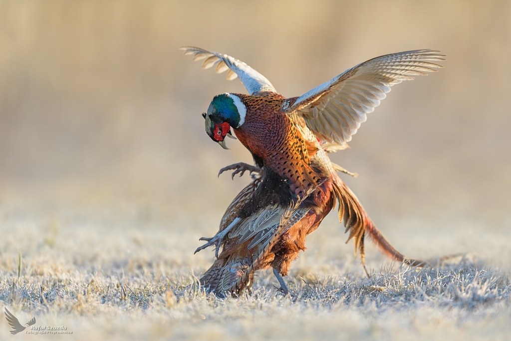 Baanty, Common Pheasant (Phasianus colchicus) ... 2021r