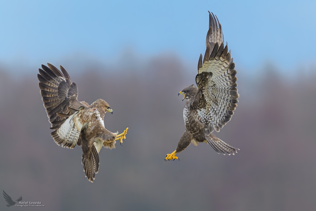 Krtkie spicie ... Myszoowy, Common Buzzard (Buteo buteo) ...