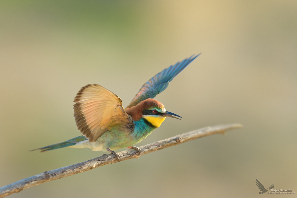 ona, European Bee-eater (Merops apiaster) ... 2021r