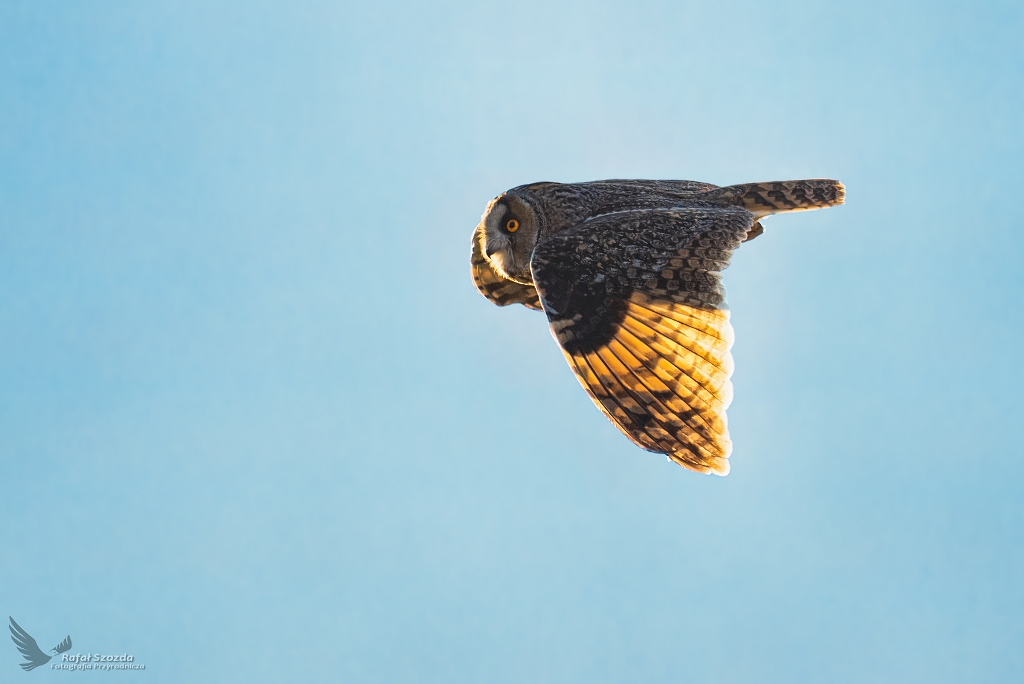 Na owach w zachodzcym socu ... Uszatka, Long-eared Owl (Asio otus) ...