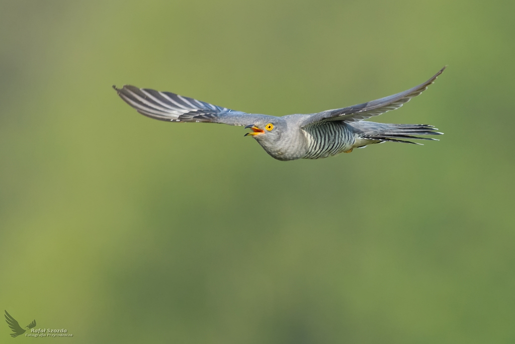 Kady sysza, nie wielu widziao ... Kukuka, Common Cuckoo (Cuculus canorus) ...