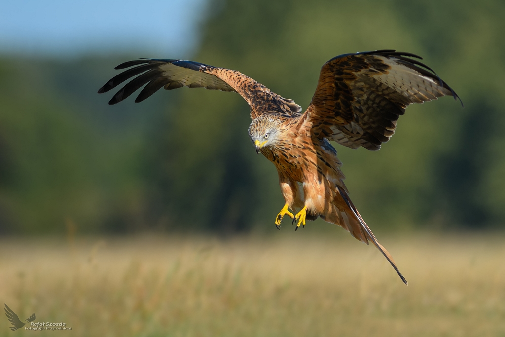 Kania Ruda, Red Kite (Milvus milvus) ...