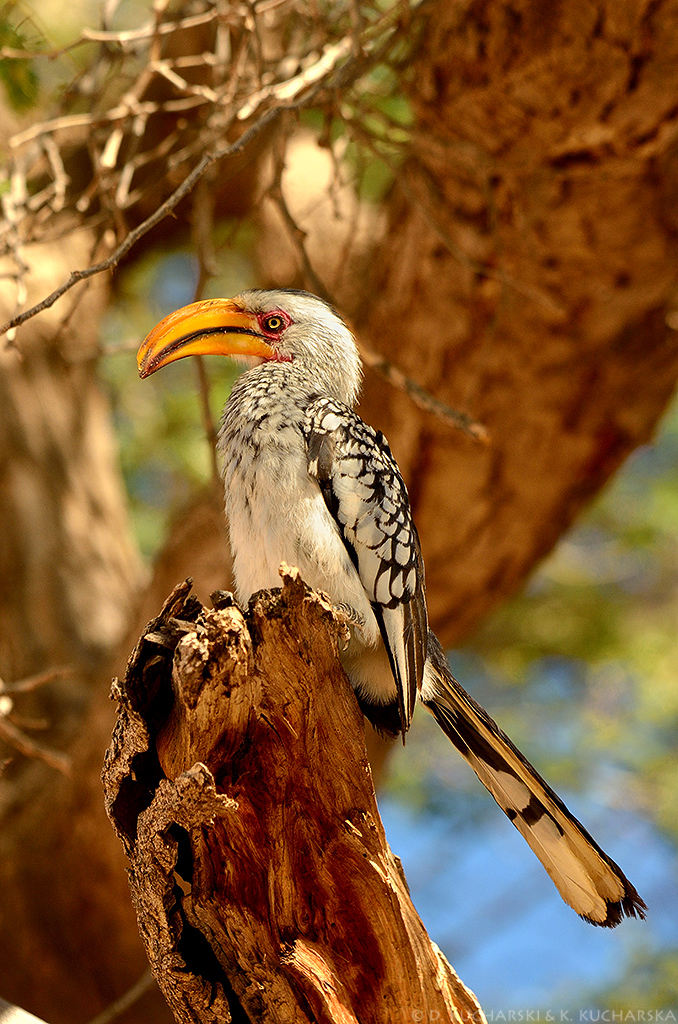 Toko czerwonolicy (Tockus leucomelas)