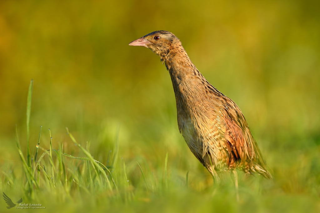 Derkacz, Corn Crake (Crex crex) ...