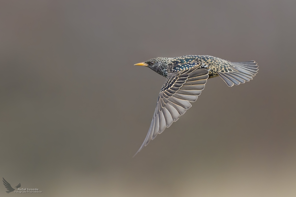 Szpak, Common Starling (Sturnus vulgaris) ... 2021r