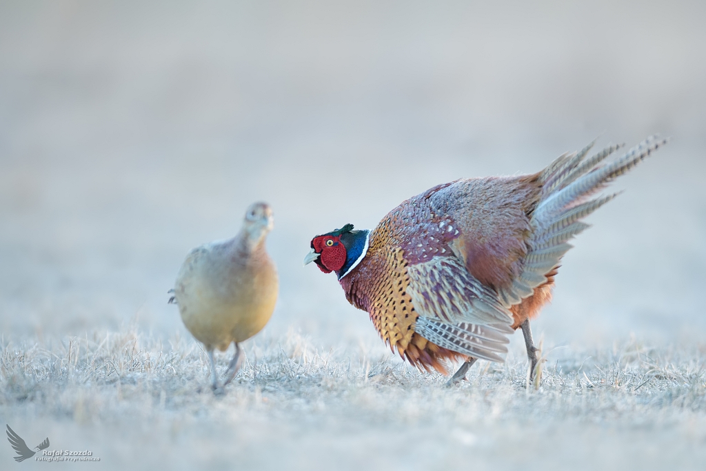 Stroszymy pirka ... Baant, Common Pheasant (Phasianus colchicus) ... 2021r