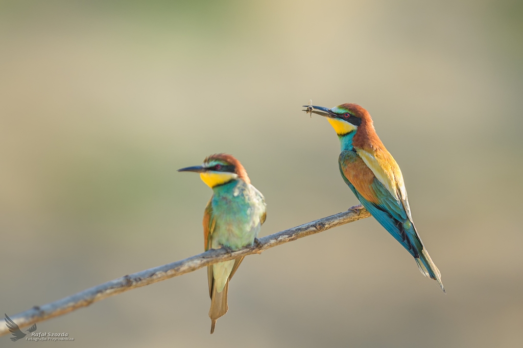 ony, European Bee-eater (Merops apiaster) ... 2021r